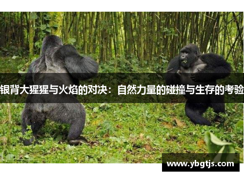 银背大猩猩与火焰的对决：自然力量的碰撞与生存的考验